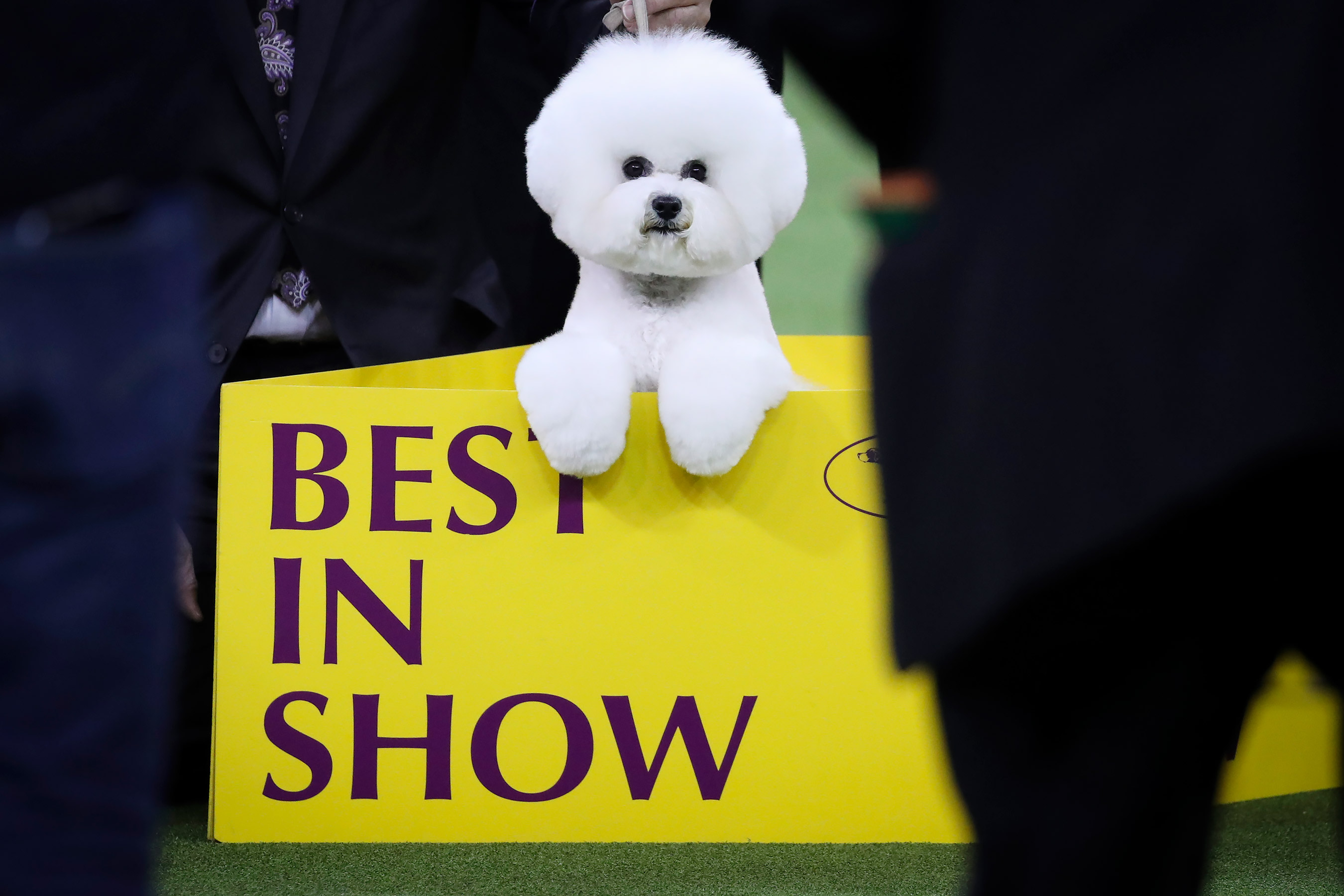 Star 94 FM Radio Grass Valley CaliforniaAnnual Westminster Dog Show
